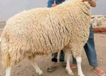 Tékrour: Sacrifiez la junte, pas leurs moutons! Par Ciré KANE