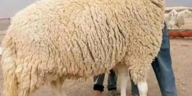 Tékrour: Sacrifiez la junte, pas leurs moutons! Par Ciré KANE