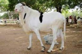Moutons de sacrificies : les besoins du Sénégal pour l’Aïd El Adha fixés à 810.000 têtes