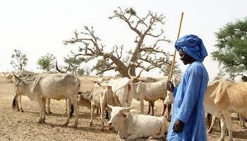 Matam Sénégal: un berger déféré pour abus de confiance et escroquerie portant sur 30 bœufs