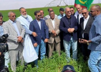 Mauritanie : Le Patronat annonce le succès de la première expérimentation de culture de blé dans le pays