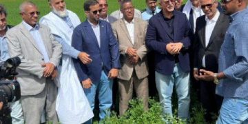 Mauritanie : Le Patronat annonce le succès de la première expérimentation de culture de blé dans le pays