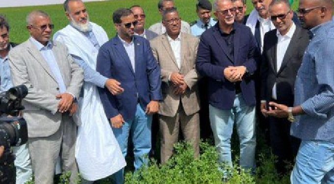 Mauritanie : Le Patronat annonce le succès de la première expérimentation de culture de blé dans le pays