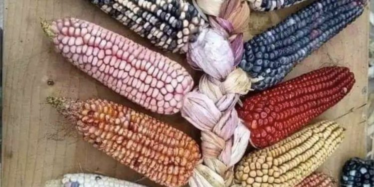 1er sens de MAÏS: Indivisibilité de nos peuples! Par Sammba NDEET