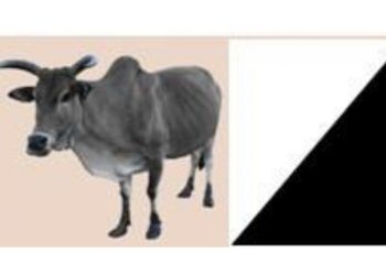 L’Ajd/Mr dénonce la représentation de la CENI Amérique