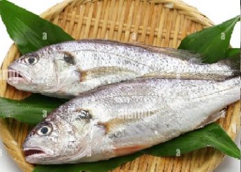 Mauritanie : le gouvernement ordonne la vente hebdomadaire à bon marché de 1,5 T de poisson courbine