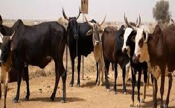 Recensement Général de l’Élevage : la Mauritanie compte plus de 6 millions bovins et 2 de camelins