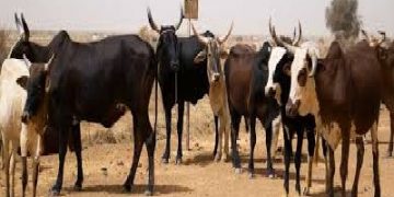 Recensement Général de l’Élevage : la Mauritanie compte plus de 6 millions bovins et 2 de camelins