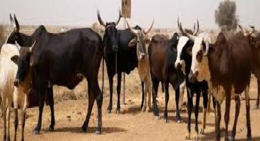 Recensement Général de l’Élevage : la Mauritanie compte plus de 6 millions bovins et 2 de camelins