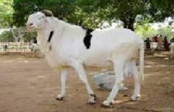 Aid El Adha : un ministre sénégalais à Nouakchott pour couvrir les besoins en moutons de près de 1 100 000 têtes