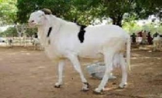 Aid El Adha : un ministre sénégalais à Nouakchott pour couvrir les besoins en moutons de près de 1 100 000 têtes