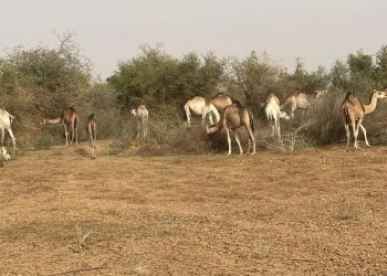 Des chameaux envahissent le jardin de Diombo Diack à Djewol : appel à la responsabilité du Maire