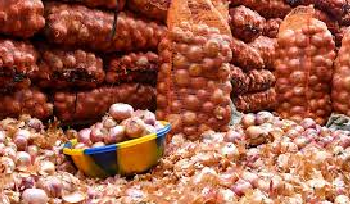 Le Sénégal devient le premier pays africain à avoir une usine de déshydratation d’oignons