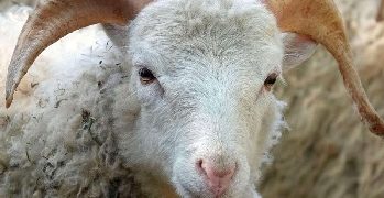 Sénégal : La réponse du Président Diomaye sur le prix de son mouton de Tabaski