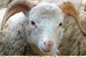 Sénégal : La réponse du Président Diomaye sur le prix de son mouton de Tabaski