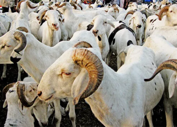 Grand Magal : le Président mauritanien envoie une soixantaine de moutons
