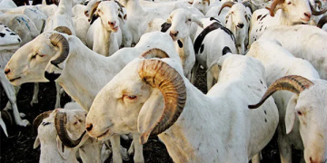Grand Magal : le Président mauritanien envoie une soixantaine de moutons