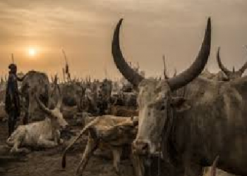 Mauritanie – fièvre de la vallée du Rift : la situation est sous contrôle malgré l&rsquo;enregistrement de 3 décès, affirment les autorités