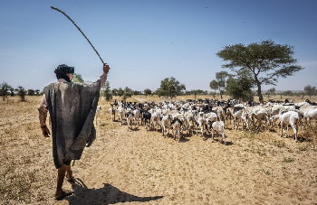 Sécurisation du couvert végétal à la frontière Sud-Est : le gouvernement mauritanien compte apporter une action plus soutenue