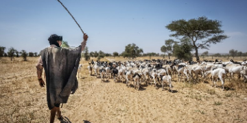 Sécurisation du couvert végétal à la frontière Sud-Est : le gouvernement mauritanien compte apporter une action plus soutenue