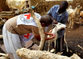 Mauritanie- modernisation de l&rsquo;élevage : vers le lancement d’un programme de recrutement des ressources humaines