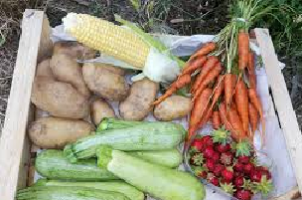 Trarza : lancement d&rsquo;une campagne nationale visant à assurer l’autosuffisance dans le domaine des produits maraichers