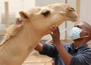 Mauritanie – Virus de la fièvre de la vallée du Rift : 46 cas humains confirmés, dont 14 décès depuis aout 2025