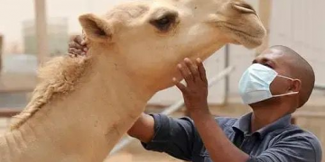 Mauritanie – Virus de la fièvre de la vallée du Rift : 46 cas humains confirmés, dont 14 décès depuis aout 2025