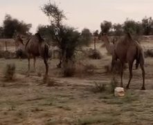 Tetiane Mauritanie : incursions répétées de chameaux dans les champs