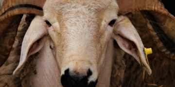 Aïd El-Adha en Mauritanie : Fièvre des prix sur le marché du bétail