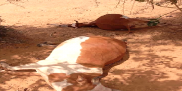 Sécurité sanitaire en Assaba : Les vétérinaires mobilisés après la perte de 13 bovins à Kankossa